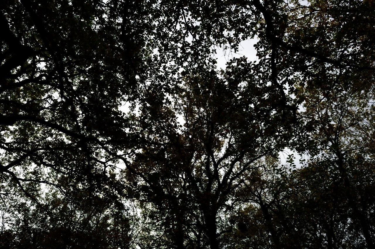 Bosque oscuro visto desde debajo