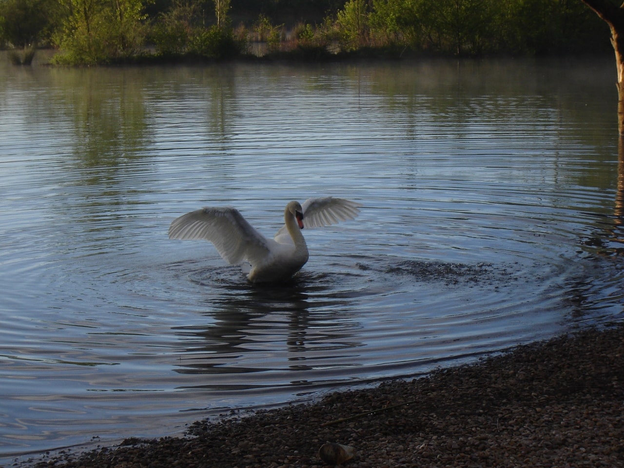 Cisne hermoso abriendo las alas