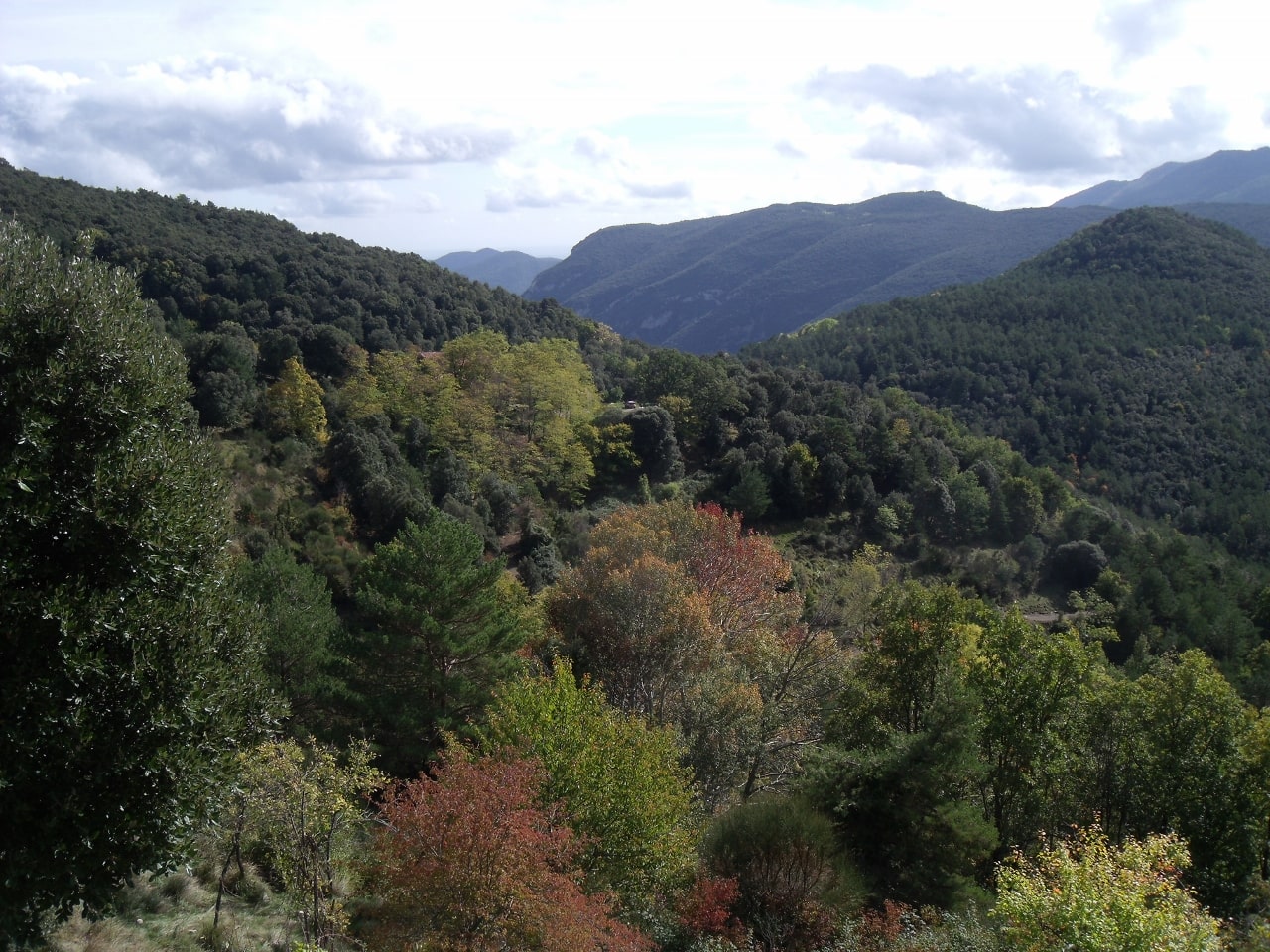 Fotografia de bosques y montañas