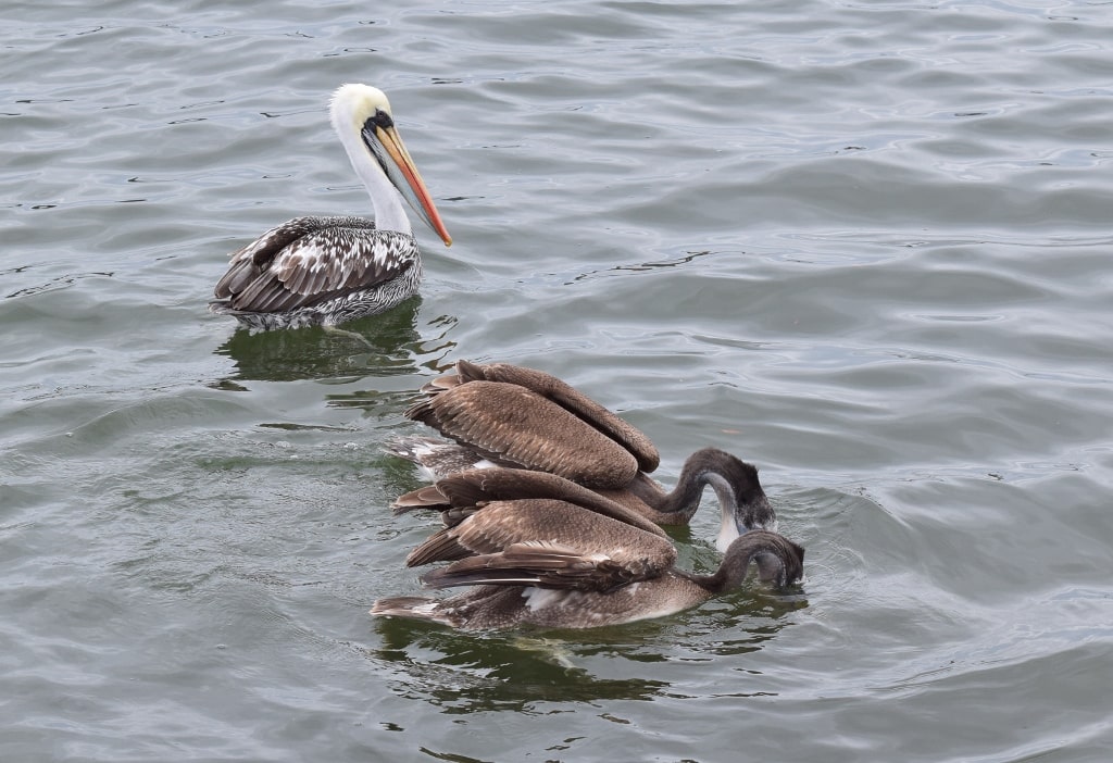 pelicanos en el mar
