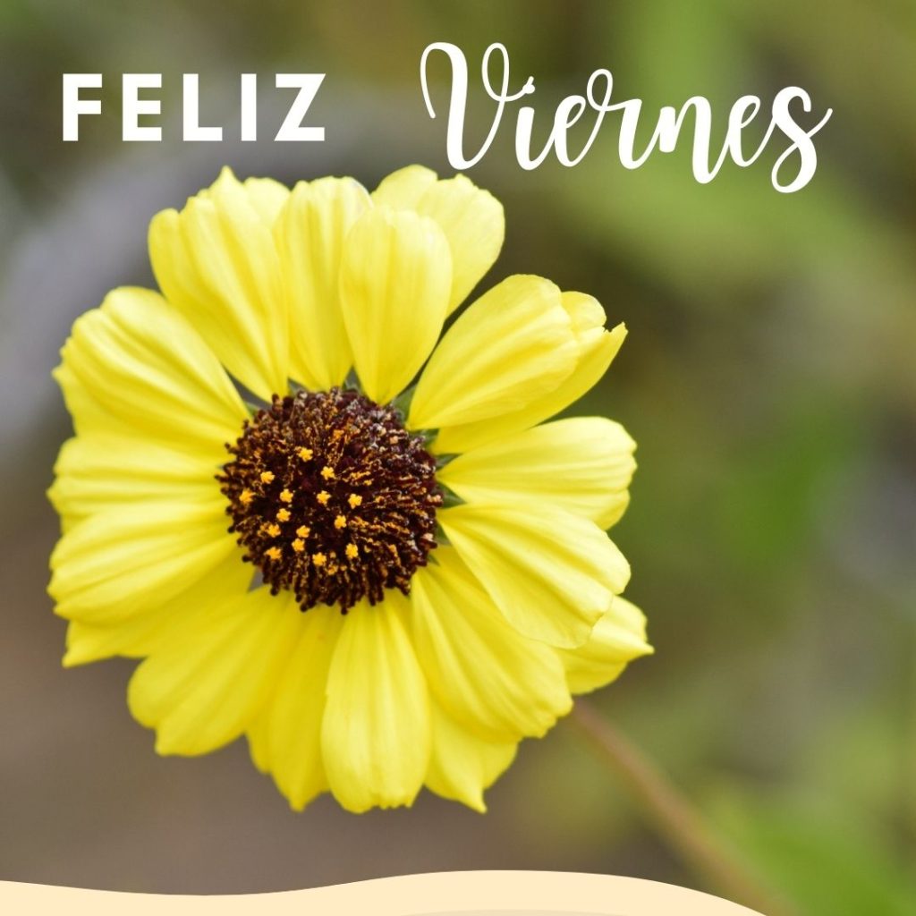 Imágenes De Feliz Viernes Bonitas Whatsap Descarga Gratis 